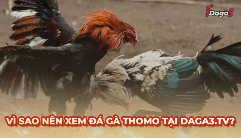 Vì sao nên chọn www.eastdunbartonshireradio.media để xem đá gà trực tiếp thomo